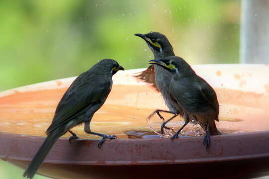 صورة Lichenostomus Cabanis 1851