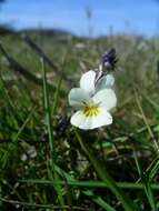 Слика од Viola arvensis Murray