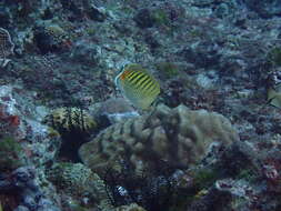 Image of Dot and dash Butterflyfish