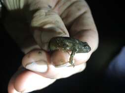 Image of Caucasian Parsley Frog