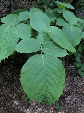 Plancia ëd Styrax obassia Siebold & Zucc.