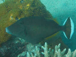 Image of Halfmoon triggerfish