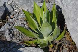 صورة Agave congesta Gentry