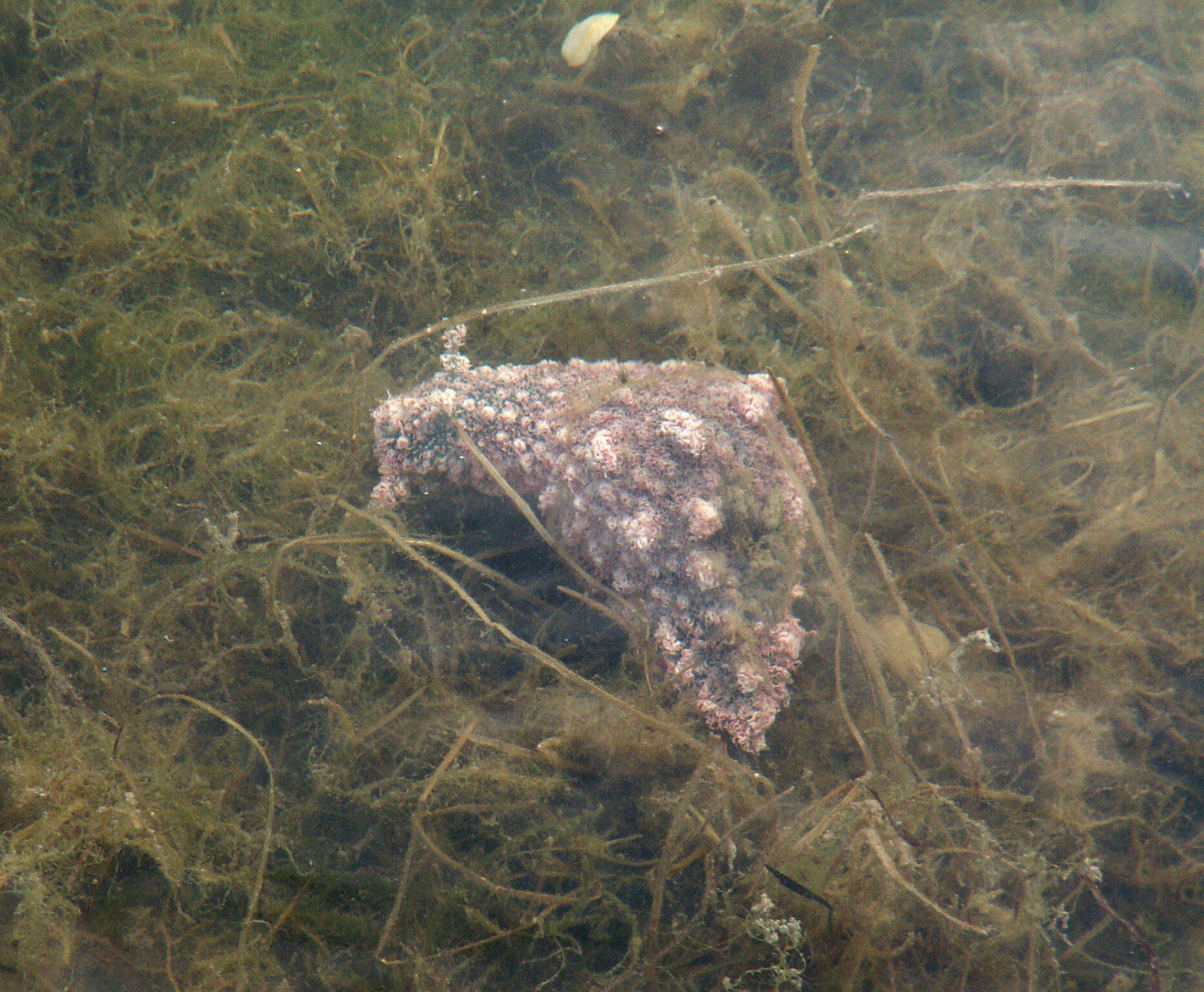 Image of blue-spotted sea hare