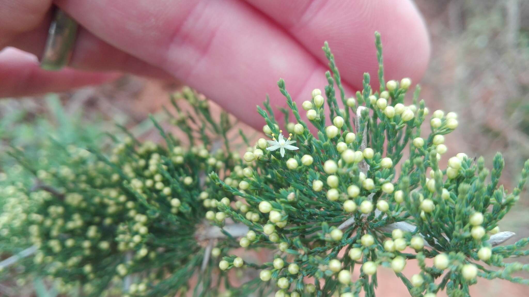 Image of Asparagus burchellii Baker