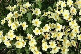 Image of Primrose