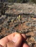 Image of western rockjasmine