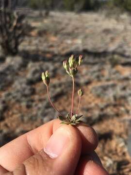 Plancia ëd Androsace occidentalis Pursh