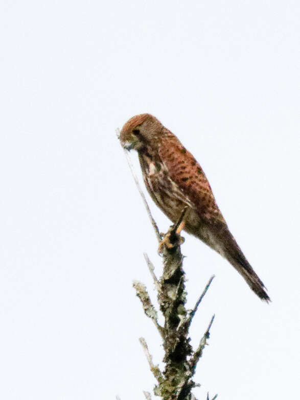 Image of Spotted Kestrel