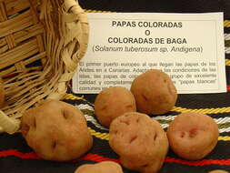 Image de patate