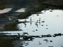 Image of shelduck, common shelduck