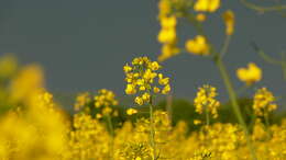 Image of Chinese mustard