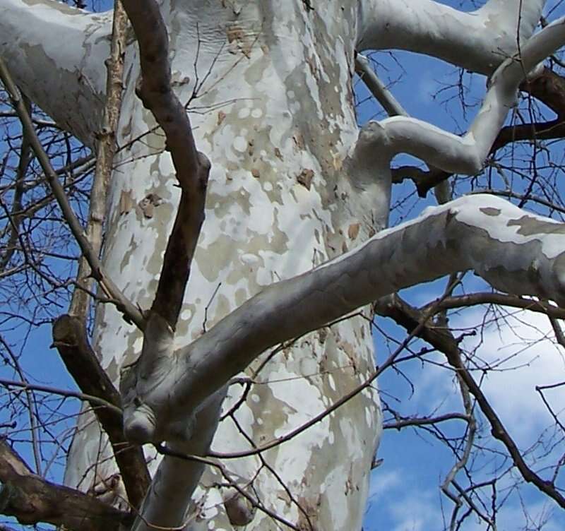 Image of American sycamore