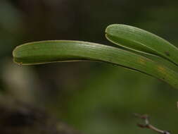 Image de Angraecum striatum Thouars