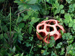 Image of Clathrus ruber P. Micheli ex Pers. 1801