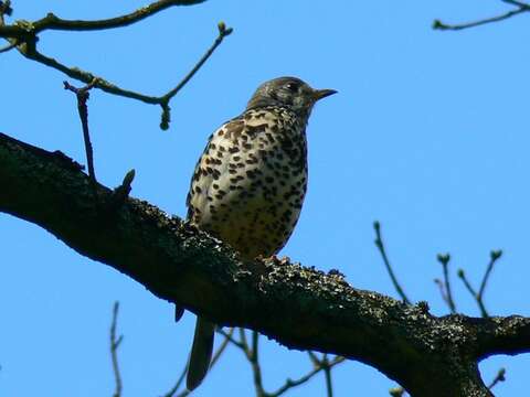 Image of Mistle Thrush