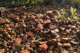 Imagem de Drosera lasiantha Lowrie & Carlquist