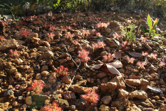 Image of Drosera lasiantha Lowrie & Carlquist