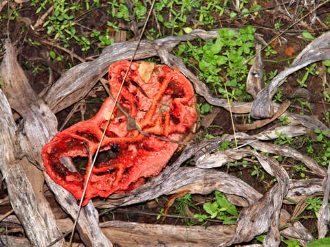 Image of Clathrus ruber P. Micheli ex Pers. 1801