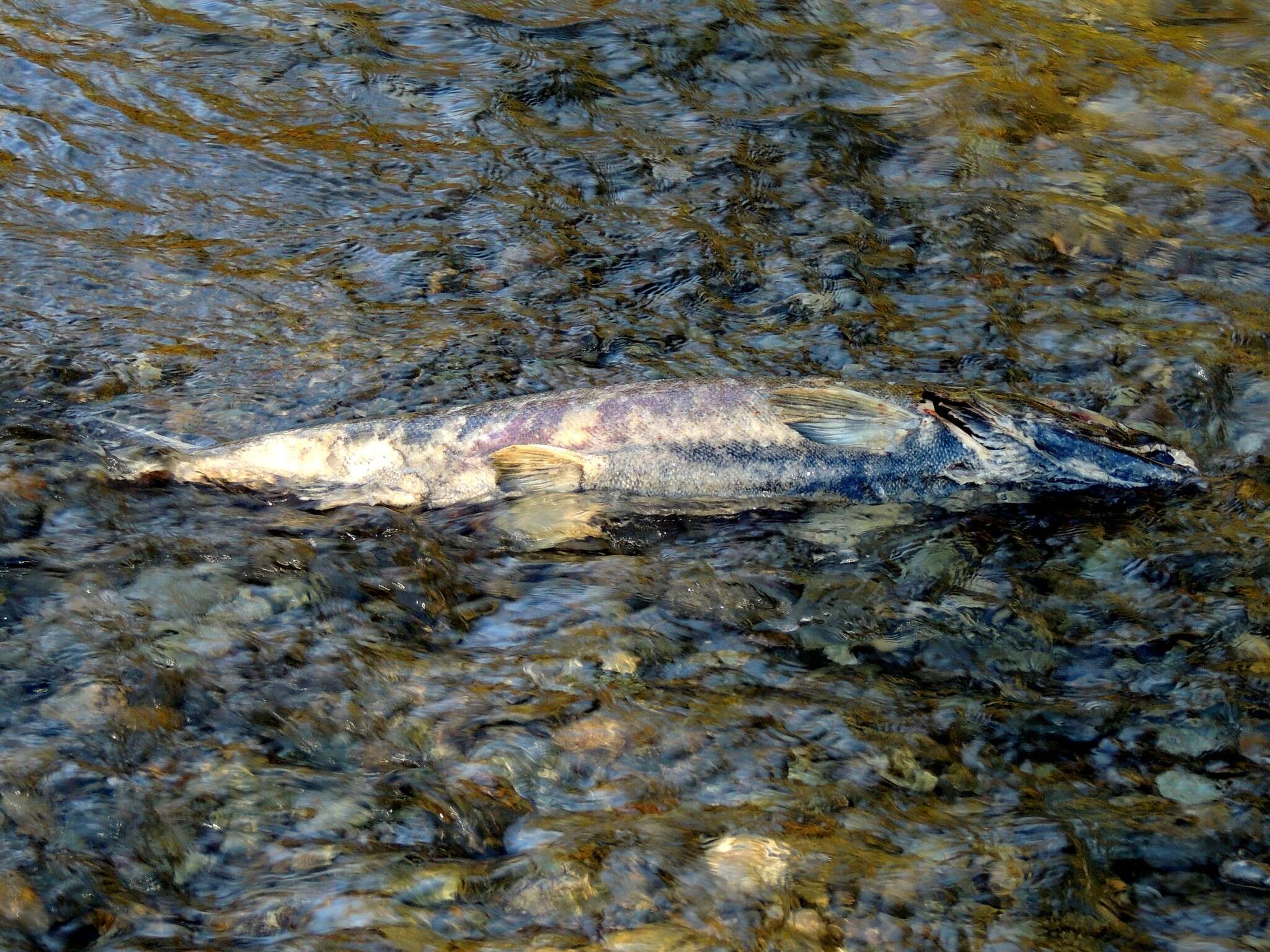 Image of Calico salmon