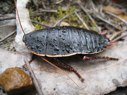Image of Botany Bay Cockroach