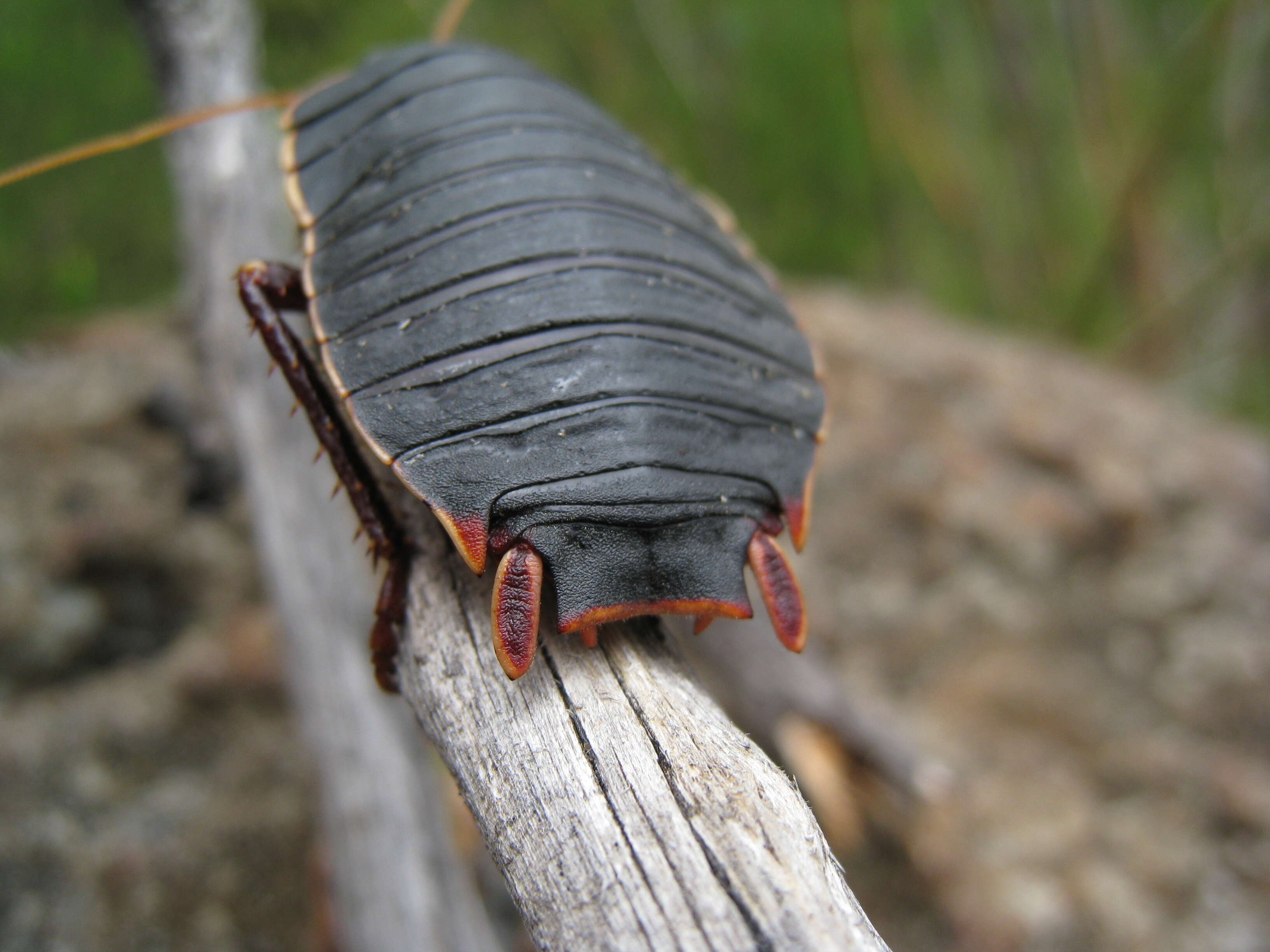 Image of Botany Bay Cockroach