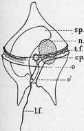 Image of Peridiniaceae