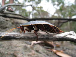 Image of Botany Bay Cockroach