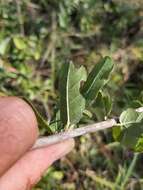 Image of Broad-leaved shepherds tree