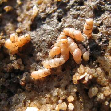 Image of Looping snail