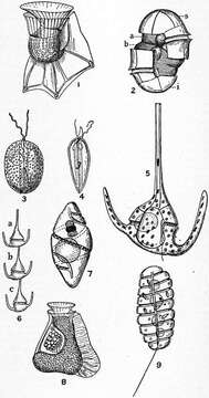 Image of alveolates