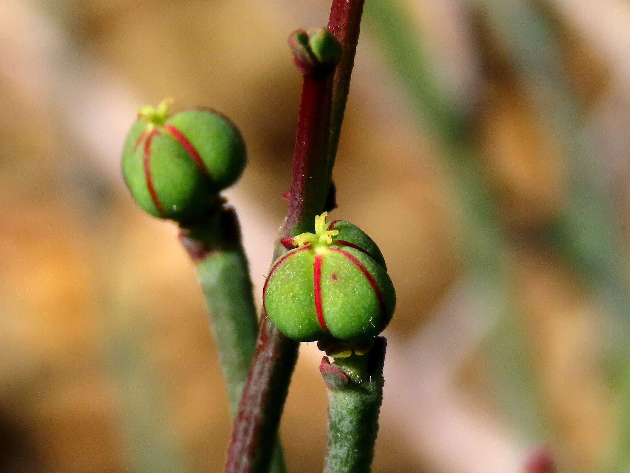 Plancia ëd Euphorbia tenax Burch.