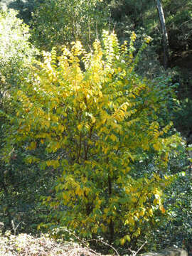 Image of Siberian Elm