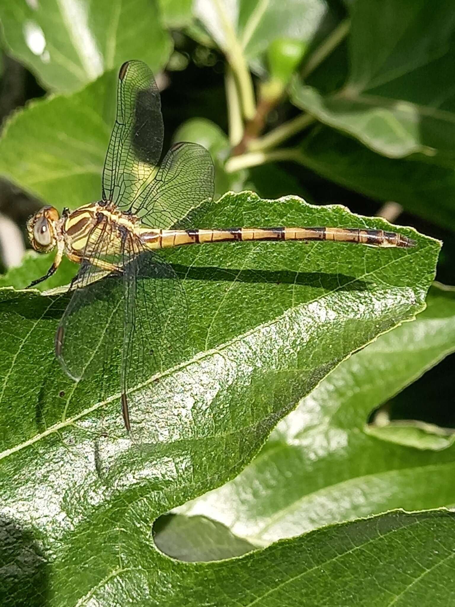 Image of Phyllocycla argentina (Hagen ex Selys 1878)