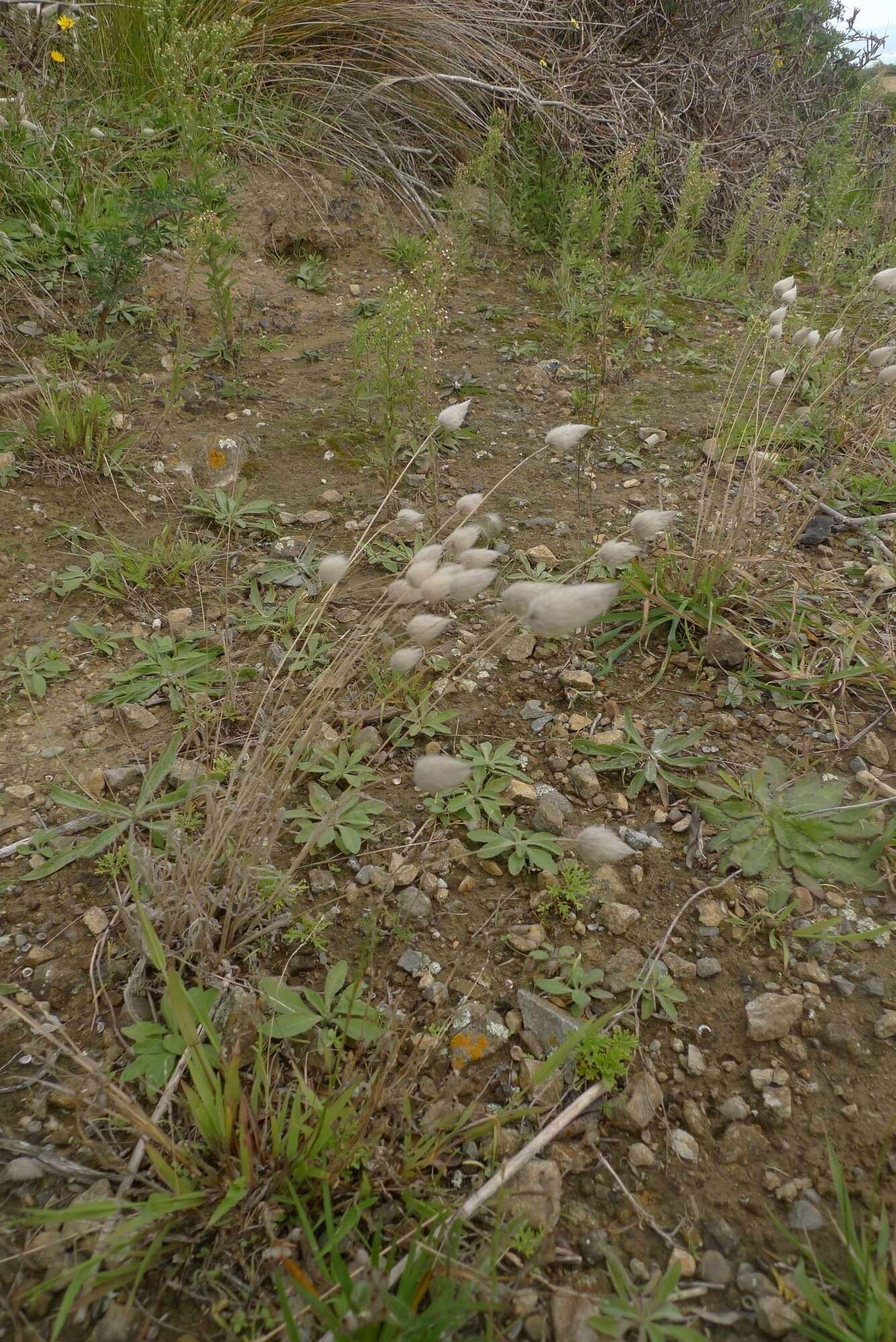 Image of harestail grass