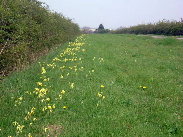 Image of Cowslip