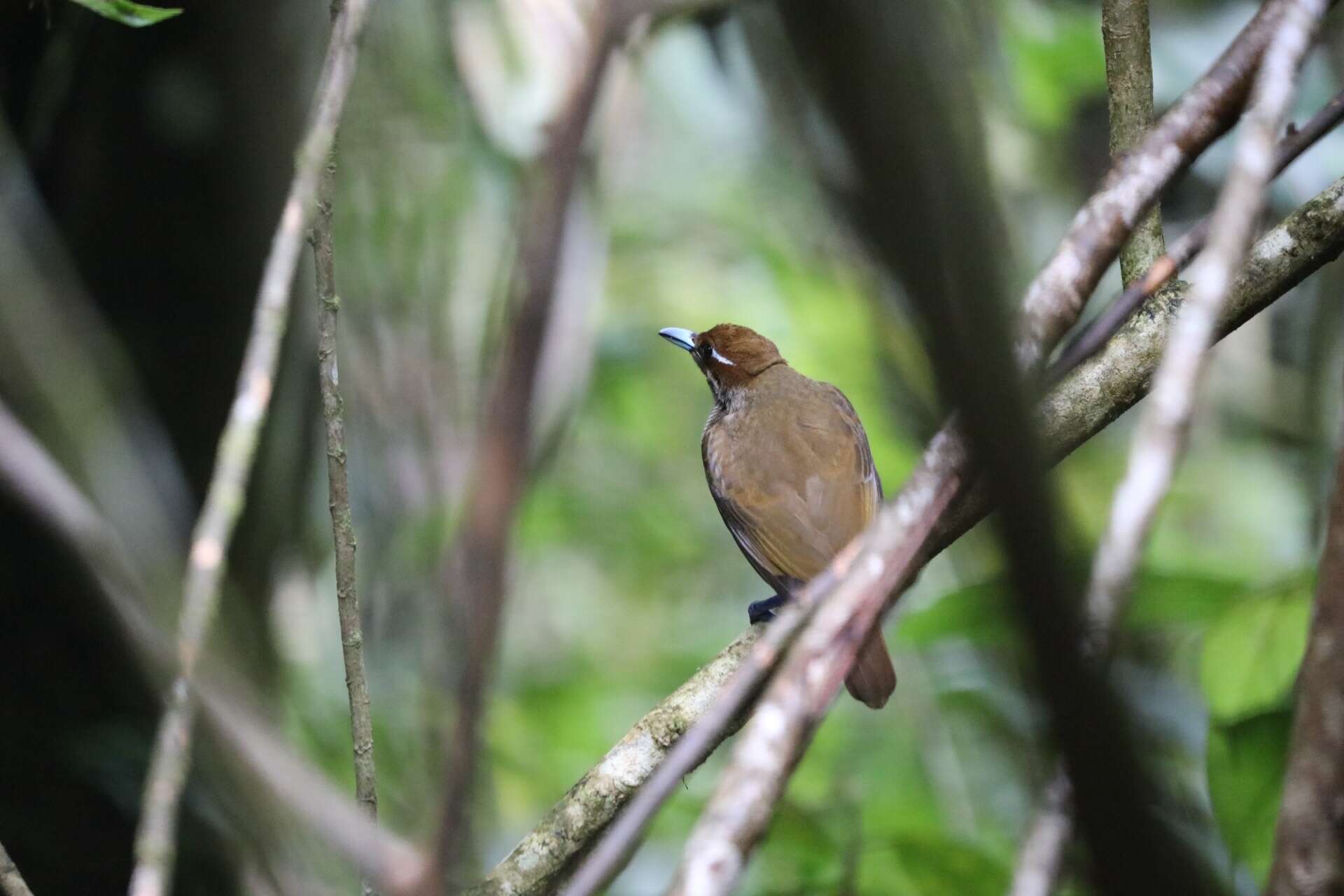 Cicinnurus magnificus resmi