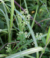 Image of Thalictrum minus subsp. thunbergii (DC.) Vorosh.