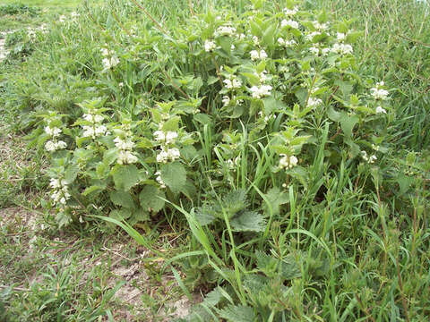 Image of white deadnettle