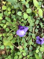 Image of Spotless Violet Torenia