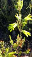 Image of Erica unicolor subsp. unicolor