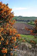 Image of Darwin's berberis