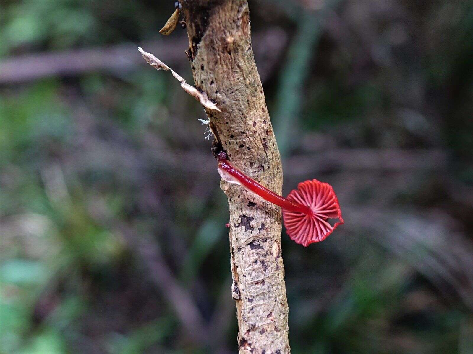 Image of bonnet mushrooms