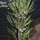 Imagem de Hakea microcarpa R. Br.