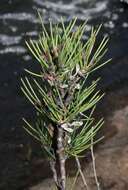 Image of Hakea microcarpa R. Br.