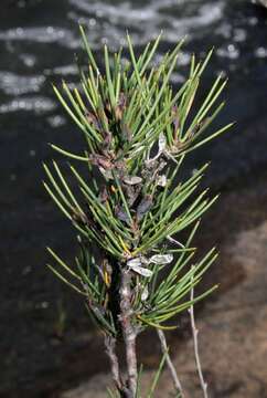 Image of Hakea microcarpa R. Br.