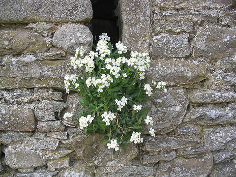 Image of Gray rockcress