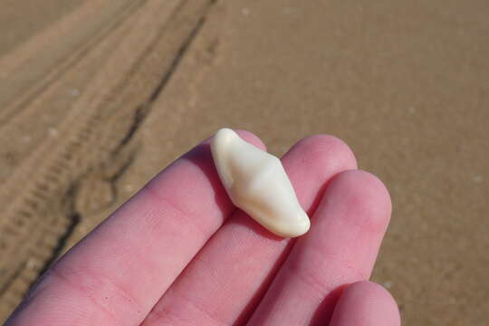 Image of Fingerprint cowry