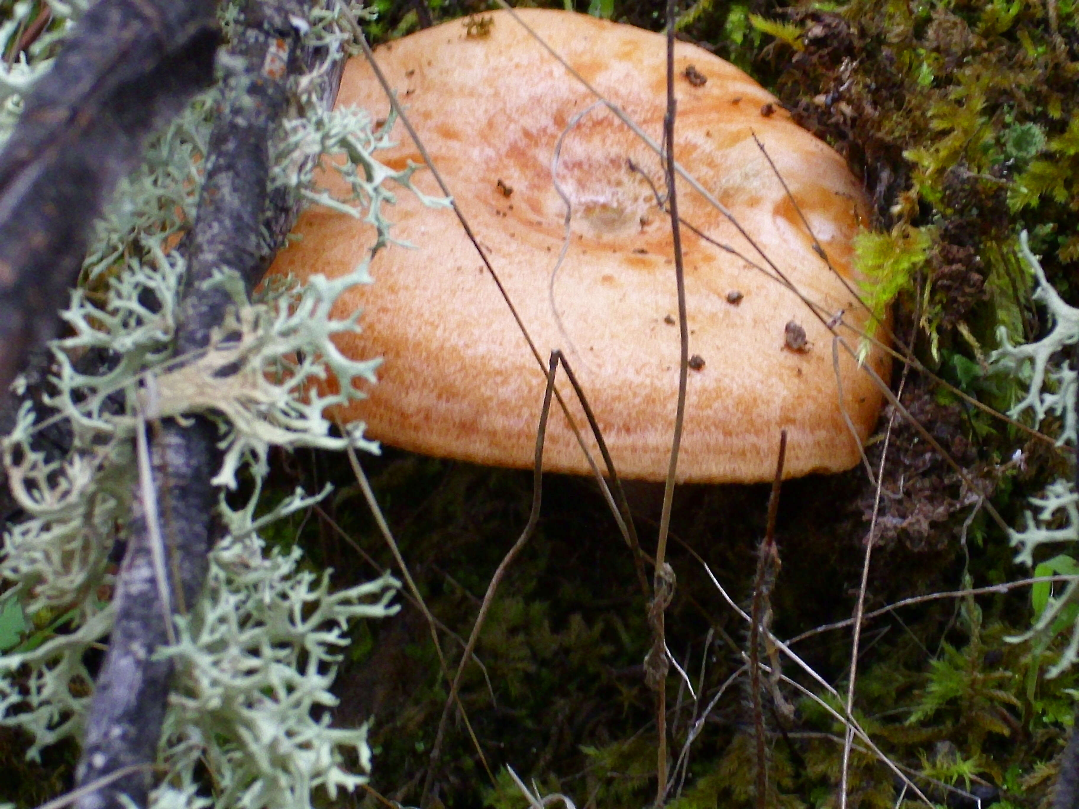 Image of Red Pine Mushroom