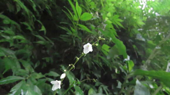 صورة Codonacanthus pauciflorus (Wall. ex Nees) Nees